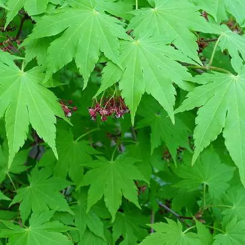 Acer sieboldianum