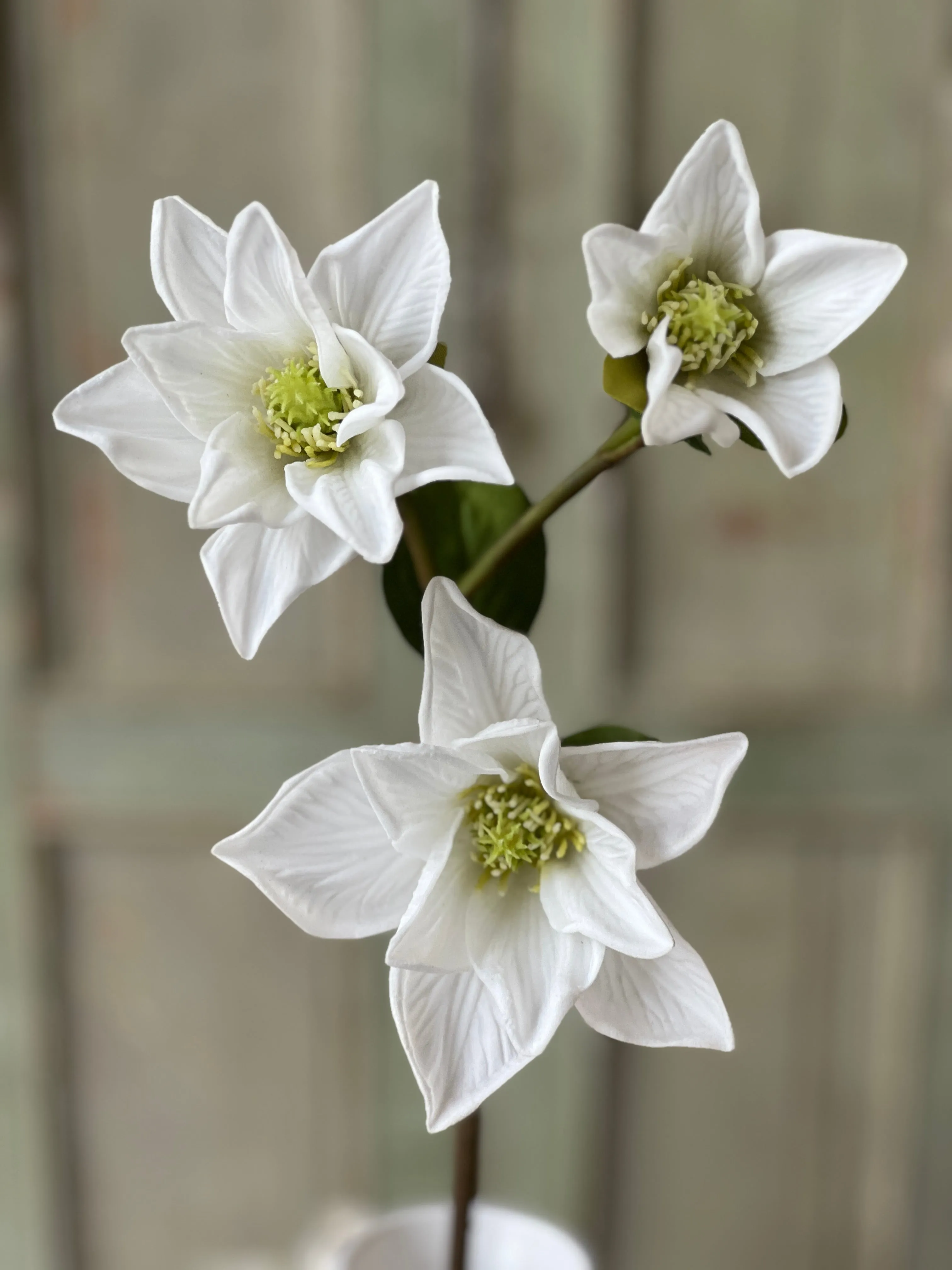 Devotion Magnolia | 26" | White | NOT CURRENTLY IN STOCK-New For Spring 2025!